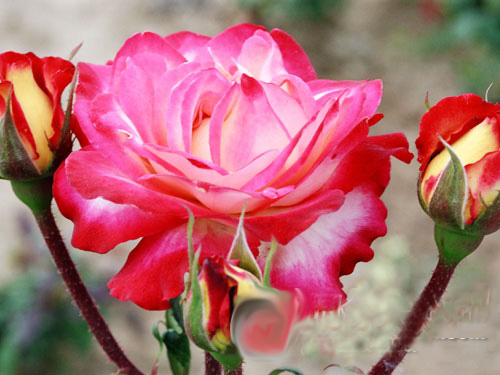 莱州月季带着&ldquo;身份&rdquo;走世界